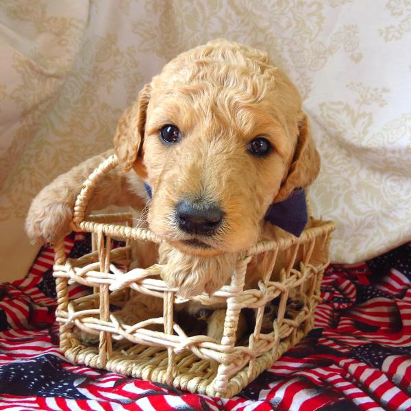 Cinnamon